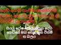 Dehi Kapima දෙහි කැපීම හැමෝටම සුදුසුද නැද්ද 10