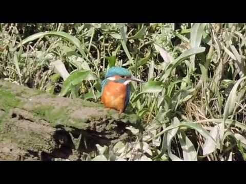 Kingfisher at Bagillt Dock