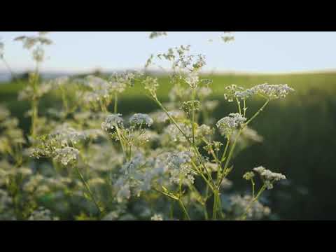 Stange Church - Vestbygda 2022