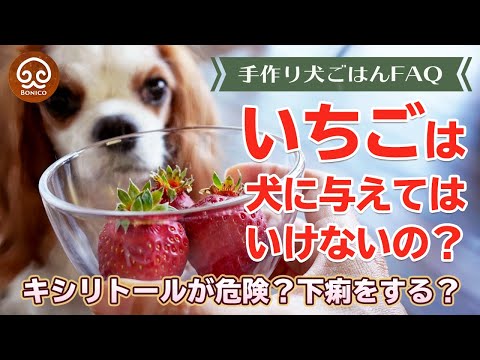 犬はイチゴを食べても大丈夫ですか?