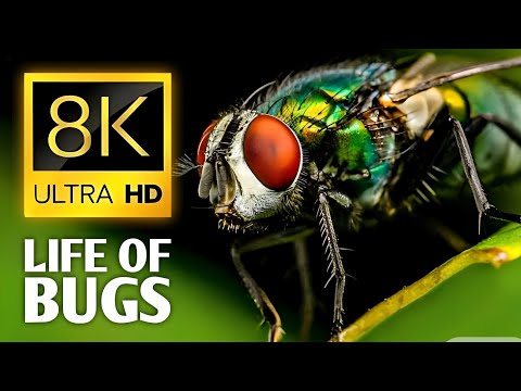 8K ULTRA HD 60 FPS - Life Of Bugs - The Insects