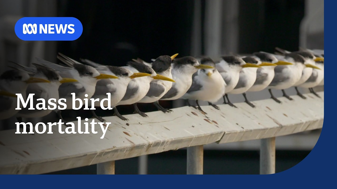 Australia reports mass bird deaths as H5 bird flu testing begins on South Australian island