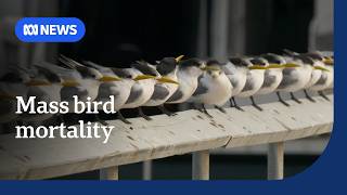 Australia reports mass bird deaths as H5 bird flu testing begins on South Australian island