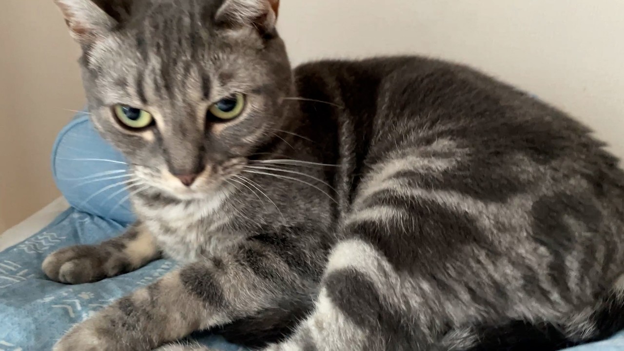 寝起きの猫はとてもいい匂い！