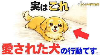 【愛しい】幸せに育ったシニア犬はこれをします｜愛情を覚えているサイン7選