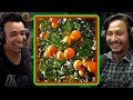The Story Of 69 Oranges - Khagendra Lamichhane