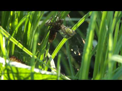 Libelle schlüpft aus der Larven-Exuvie