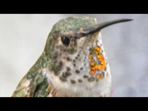 male allens hummingbird gorget