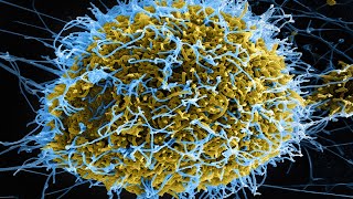 This is The New Killer Virus That Will End Humanity