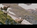 Baaz Ka Shikar Goshawk Hunting