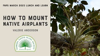 How to mount native airplants