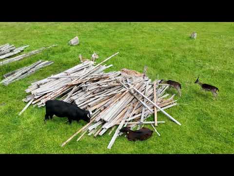 Vestbirk Camping