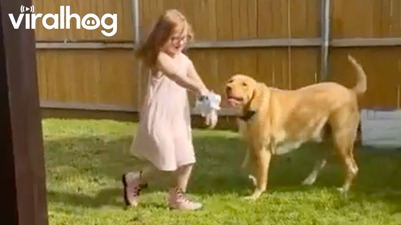 Little Girl and Dog Play With Bubble Machine || ViralHog