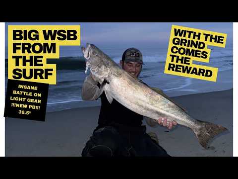 White sea bass surf fishing in Southern California