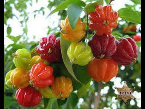 download lagu mp3 mp4 Pitanga, download lagu Pitanga gratis, unduh video klip Pitanga