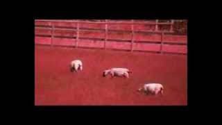 SHEEP   ELECTRO HIPPIES covered by BLOODINGTON