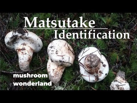 Matsutake Identification
