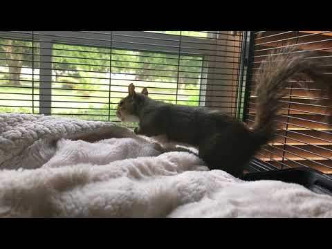 5.29.18 Serena Adjusting to her New Enclosure 1/3