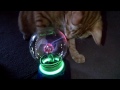 My cat sirius amazed by a plasma ball :P