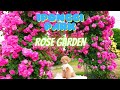 IPONGGI PARK ROSE GARDEN