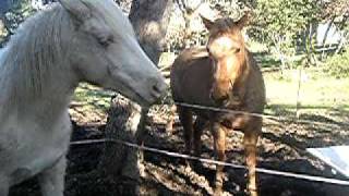 copain copine Nuée et Uchka.mov