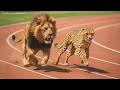 Lion Vs Cheetah 3D Speed Comparison