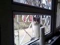Pram Track Of The Cat