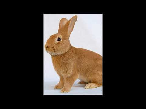 34 самых популярных породы кроликов   34 most popular breeds of rabbits