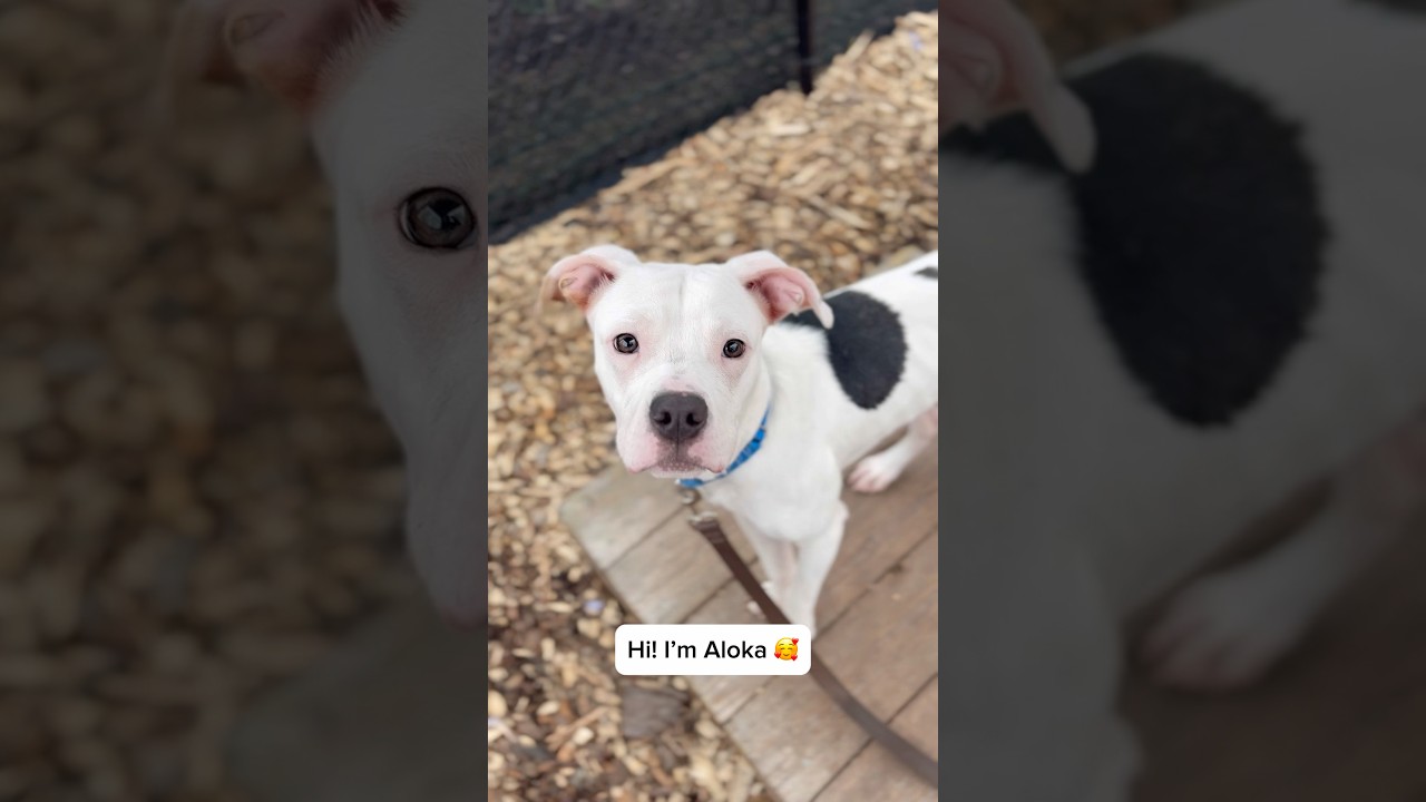 Enlarge Aloka, an adopted mixed breed in Briarcliff Manor, NY video 3/3
