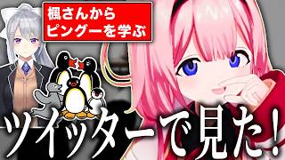 ツイッターに住む周央サンゴ、樋口楓からピングーを学ぶ【周央サンゴ/にじさんじ/切り抜き】