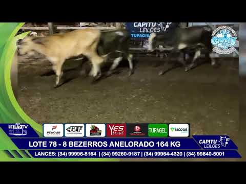 LOTE 78   8 BEZERROS ANELORADO 164 KG - 8º LEILÃO CAPITU LEILÕES - TUPACIGUARA MG