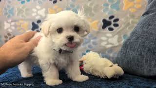 Video preview image #1 Maltese Puppy For Sale in OCALA, FL, USA