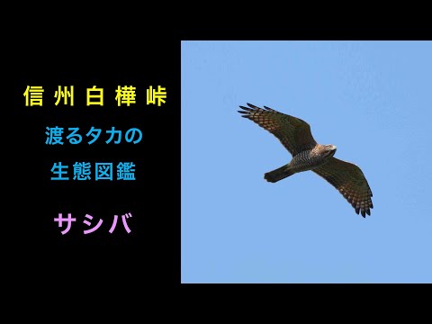 IUCN分類における絶滅の危険性を示す図。