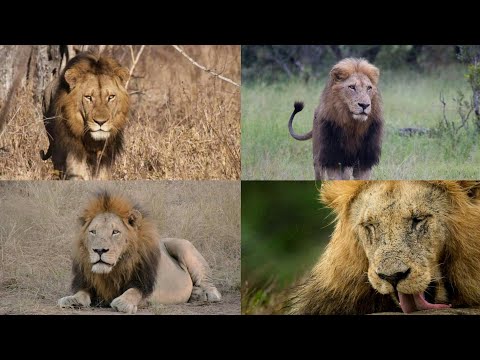 The Story of Mighty Northern Matimbas - Legendary coalition