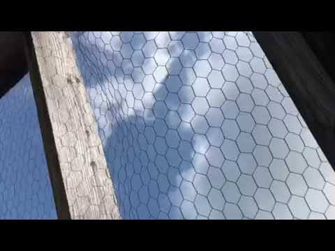 Raccoon Trespasses in an Attic in North Brunswick, NJ