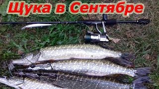 Клев щуки на прудах в сентябре