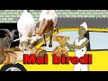 Mai Biredi