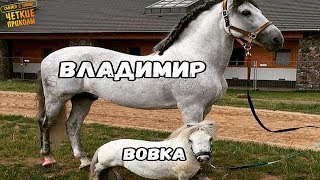 ПОПРОБУЙ НЕ ЗАСМЕЯТЬСЯ - Смешные Приколы с Животными до слез, смешные коты, funny cats 7.0