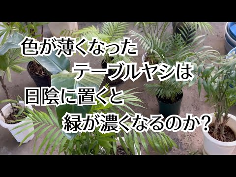 園芸 ドワーフヤシ、マウンテンヤシ、チャメドレア