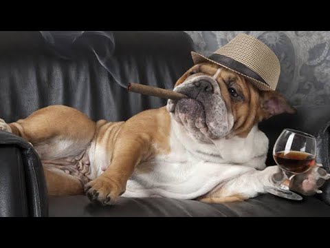 funny dogs