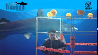 DIA 2 Expo Tiburon91