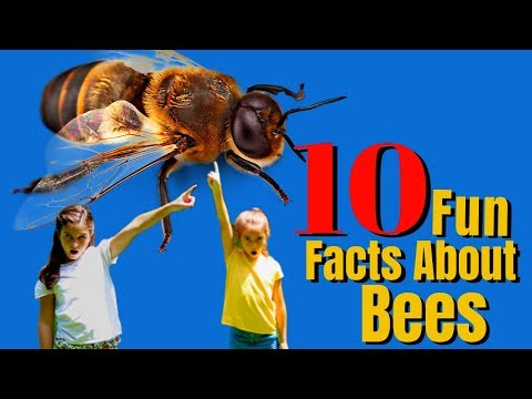 Top 10 Bee Facts For Kids You Need To Know | Why Are Bees Important For Our Survival