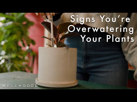 Overwatering: Drowning Your Plants (and Your Hopes) | Vibepedia