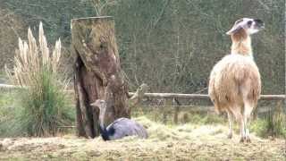 preview picture of video 'Manor House Young Wallabies - Manor House Wildlife Park, Tenby, Wales: February 2013'