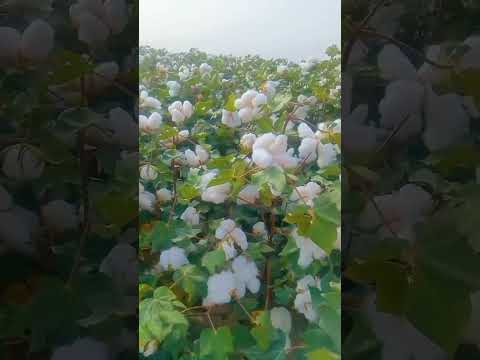 2024 cotton seeds off Rehbar seed