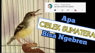 Download lagu Apakah Burung Ciblek Sumatera Bisa Ngebrenn????🤔 - Tonton Sampai Selesai Biar Ngak Salah Paham🙏🏻 mp3