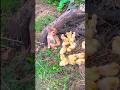 Hamari Adhuri Kahani Youtubeshorts Tranding Mr Sanjeet0007 Video Viral Song Music Dog Sad