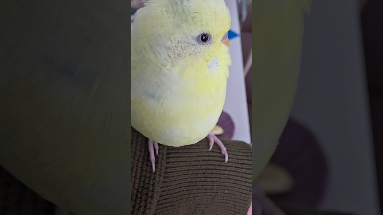 Acaba elmayı kim tırtıkladı😂 #birds