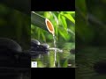Water Fountain Healing Music Nature Sound And Amazing BGM Relaxing Music