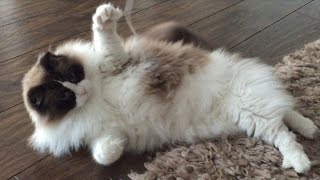 Timo the Ragdoll Cat- running around the house like crazy